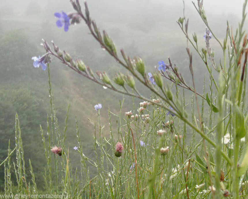 تداوم بارشهای موقتی تاپایان هفته در گیلان تداوم بارشهای موقتی تاپایان هفته در گیلان