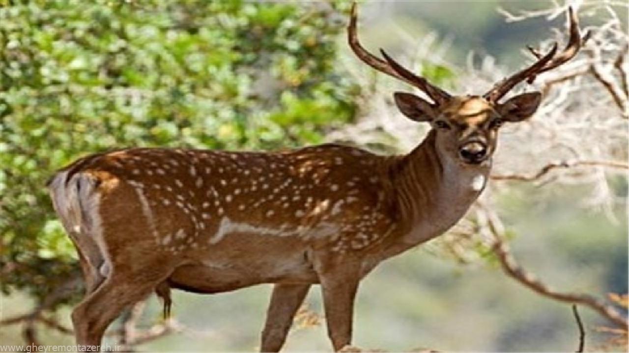 آغاز سرشماری مرال در زیستگاههای گیلان