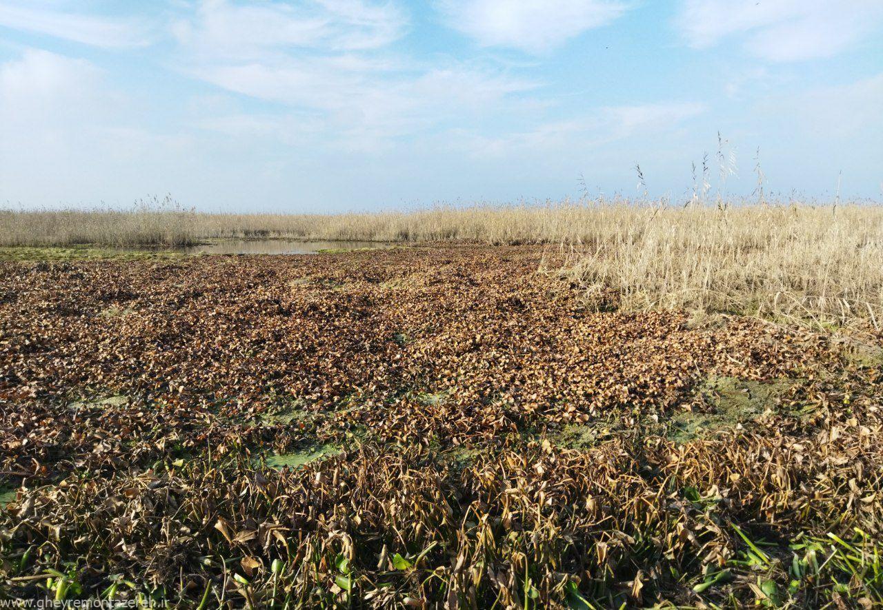 پاکسازی ۶ هکتار از تالاب منطقه سیاه کشیم صومعه سرا از گیاه سنبل آبی پاکسازی ۶ هکتار از تالاب منطقه سیاه کشیم صومعه سرا از گیاه سنبل آبی