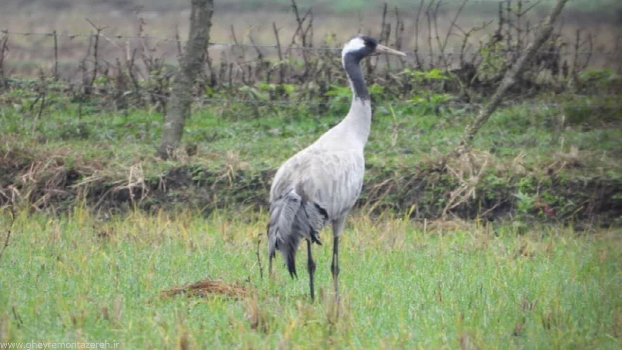 مشاهده درنای خاکستری در ضیابر صومعهسرا + فیلم مشاهده درنای خاکستری در ضیابر صومعهسرا + فیلم