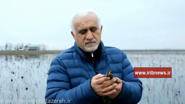 خریداری پرندگان و رهاسازی آنها در طبیعت صومعه سرا