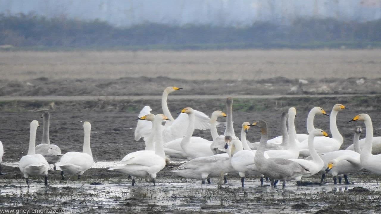 شکارچی قوی زیبای تالاب انزلی دستگیر شد