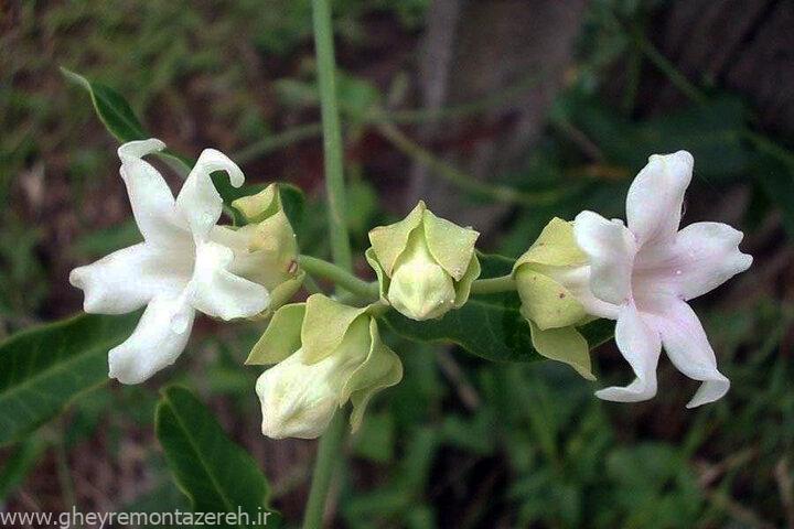 پاکسازی گیاه مهاجم آروجیا در پارک ملی بوجاق با مشارکت دانشآموزان