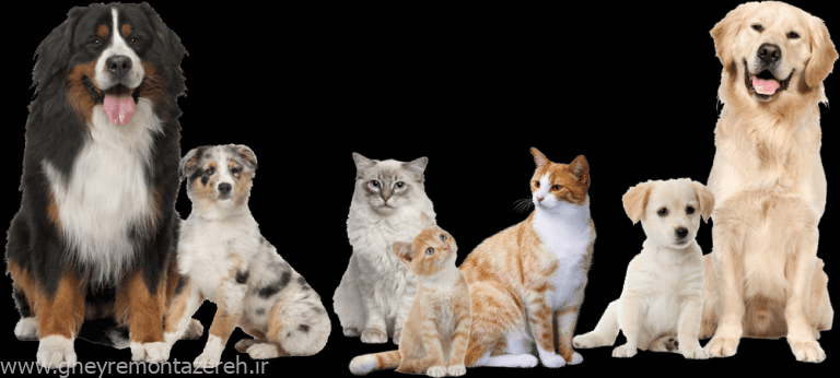 کارزار علیه نگهداری حیوان خانگی با حمایت ستاد امر به معروف تهران! کارزار علیه نگهداری حیوان خانگی با حمایت ستاد امر به معروف تهران!