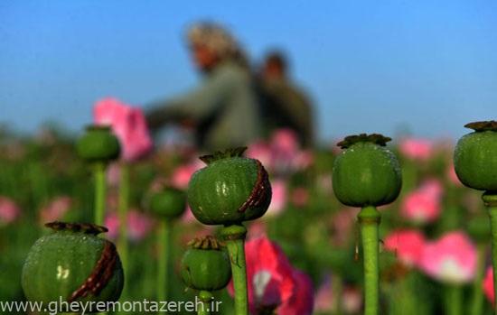 واکنش تند پلیس به افزایش فروش خشخاش و شاهدانه در عطاریها/ فرد کشت کننده خشخاش اعدام میشود