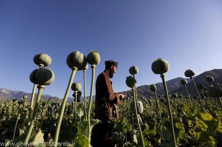 چرا قیمت دلار بیش از ۱۰۰ درصد بالا رفت اما قیمت موادمخدر نه!/ افزایش کشت خشخاش در این مناطق ایران