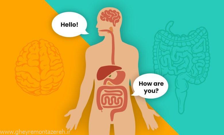 روده دومین مغز شماست؛ چگونه میکروبهای روده بر سلامت ما تأثیر میگذارند؟