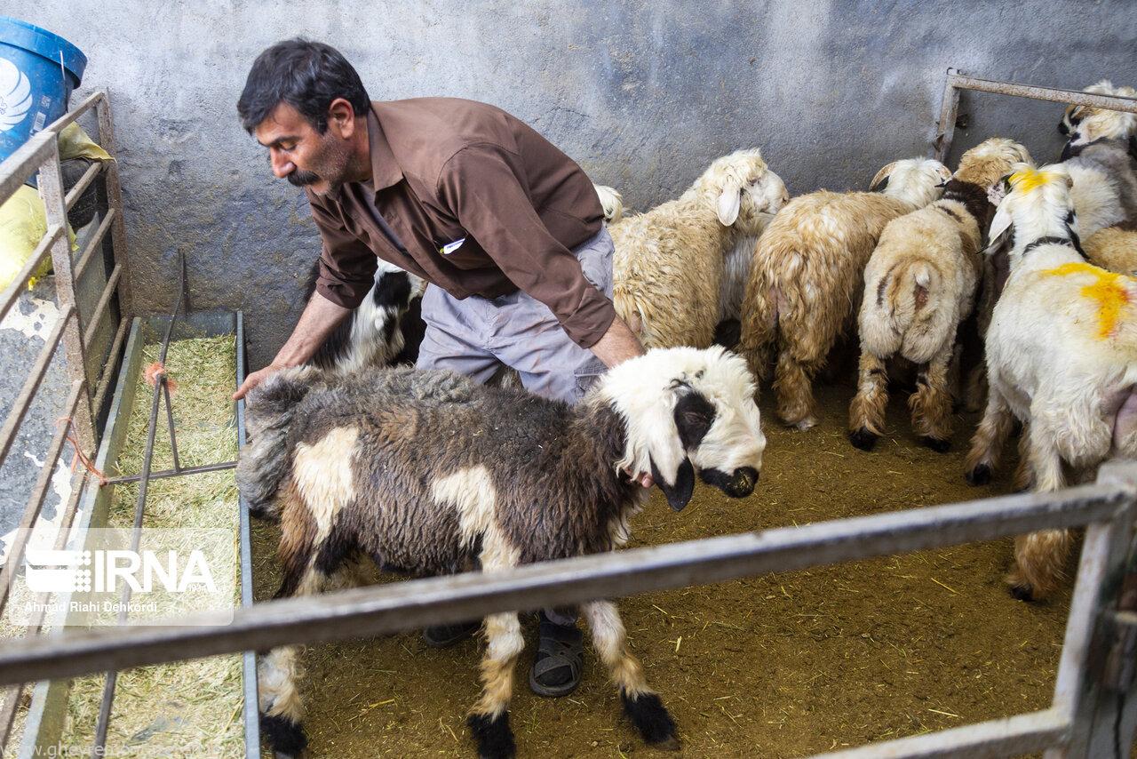 تشدید مراقبتهای دامپزشکی در دیلمان پس از تلفات دامی