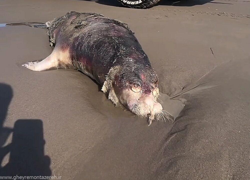 مدیرکل حفاظت محیط زیست استان: نخستین مرکز حفاظت از فوک کاسپی در گیلان راهاندازی میشود