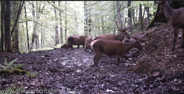 ثبت تصاویری از گله ۶ راس مرال نر در جنگلهای هیرکانی گیلان