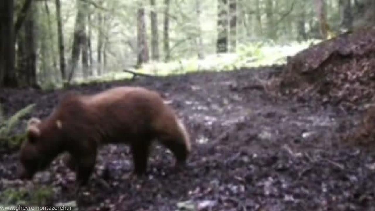 ثبت تصاویر از ۲ خرس قهوهای در جنگلهای لنگرود + فیلم