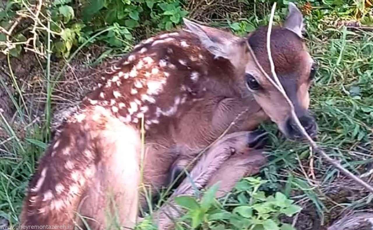 تولد یک راس بچه مرال در لوندویل آستارا