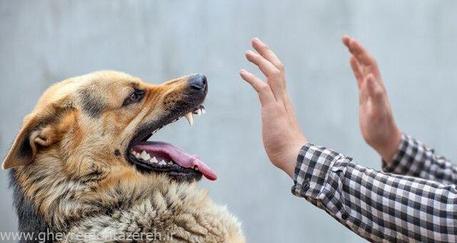 ویروس «هاری» به ما نزدیک است/ ثبت بالغ بر ۴۰۰۰ حیوان گزیدگی طی ۲ ماه