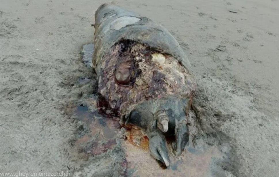 آلودگی دریای کاسپین بستر ناامن ادامه حیات تنها پستاندار بزرگترین دریاچه جهان آلودگی دریای کاسپین بستر ناامن ادامه حیات تنها پستاندار بزرگترین دریاچه جهان