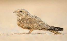 مشاهده شبگرد مصری در گیلان