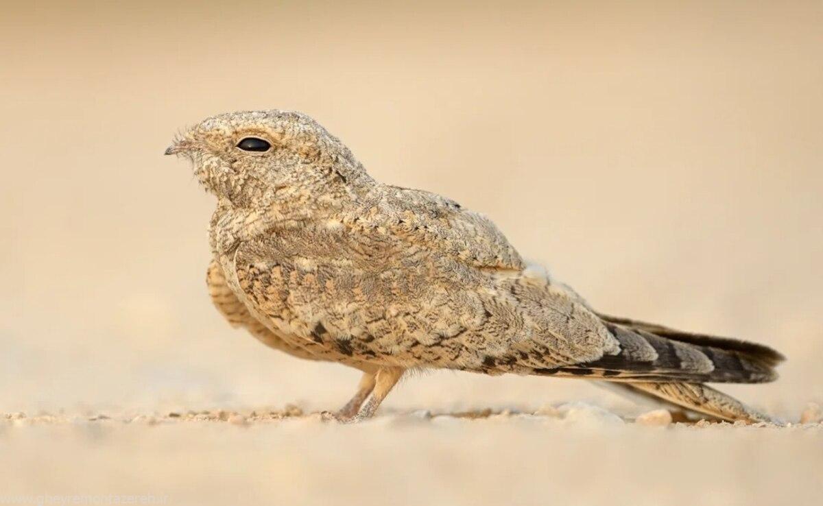 مشاهده شبگرد مصری در گیلان