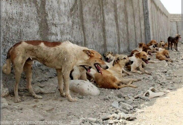 به سگهای ولگرد غذا ندهید؛ آنها وقتی غذایشان کم باشد زاد و ولد نمی کنند