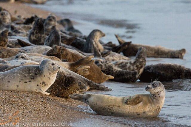 تلف شدن بیش از ۱۰۰۰ «فُک کاسپی»؛ مقامات قزاقستان علت اولیه را اعلام کردند