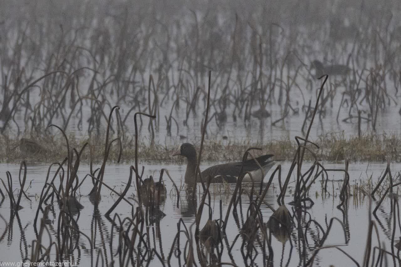دیده شدن گونه در خطر انقراض جهانی غاز در تالاب انزلی دیده شدن گونه در خطر انقراض جهانی غاز در تالاب انزلی