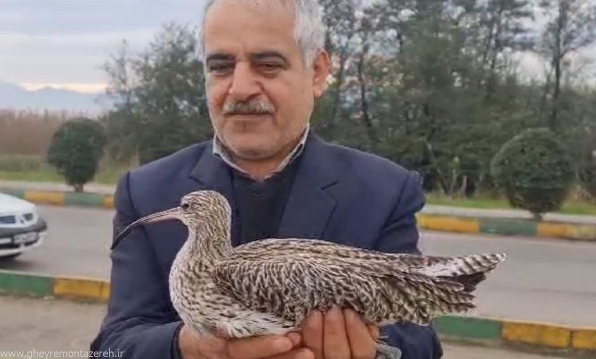 بازگشت یک قطعه گیلانشاه به طبیعت گیلان از سوی شهروند دوستدار محیط زیست بازگشت یک قطعه گیلانشاه به طبیعت گیلان از سوی شهروند دوستدار محیط زیست