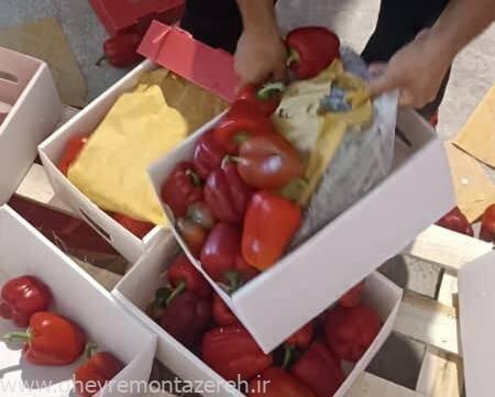 کشف مواد مخدر از بار فلفل دلمه‌ای صادراتی در آستارا